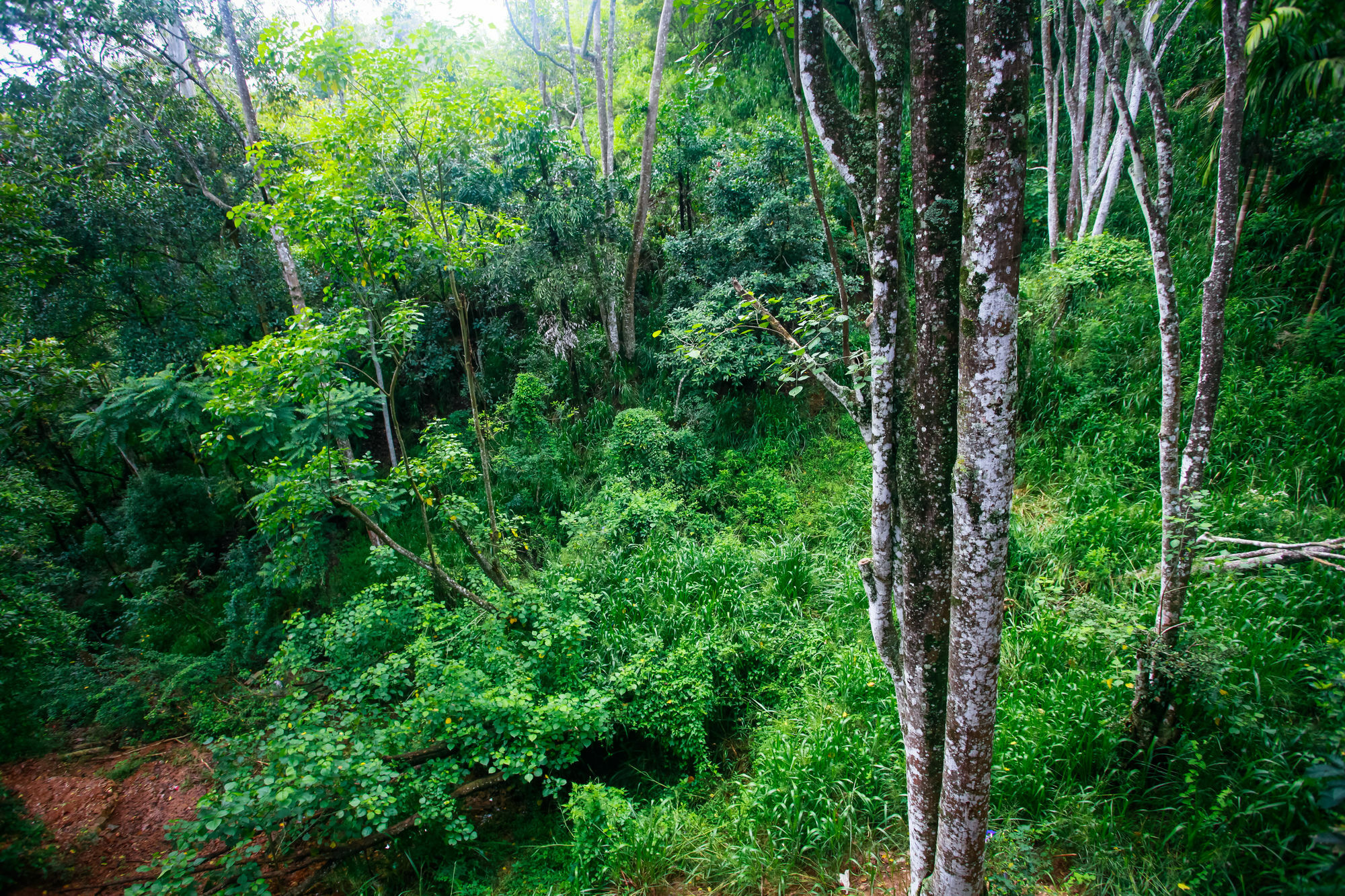 Ella Ecolodge ภายนอก รูปภาพ
